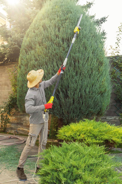 Best Commercial Tree Services  in Clinton, AR